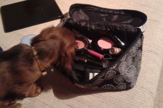 Jamnik d�ugow�osy NAILA